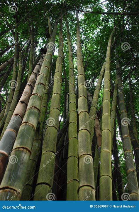Big Bamboo .